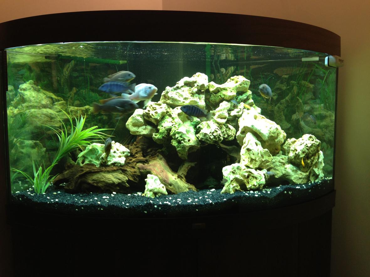 90 gallons freshwater fish tank (mostly fish and non-living decorations) - Trigon 350