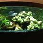 90 gallons freshwater fish tank (mostly fish and non-living decorations) - Trigon 350