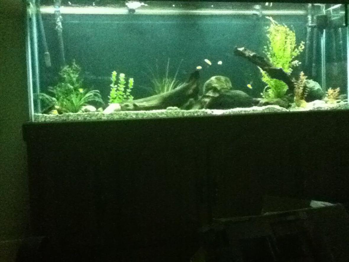 150 gallons freshwater fish tank (mostly fish and non-living decorations) - 150 gallon freshwater budget tank