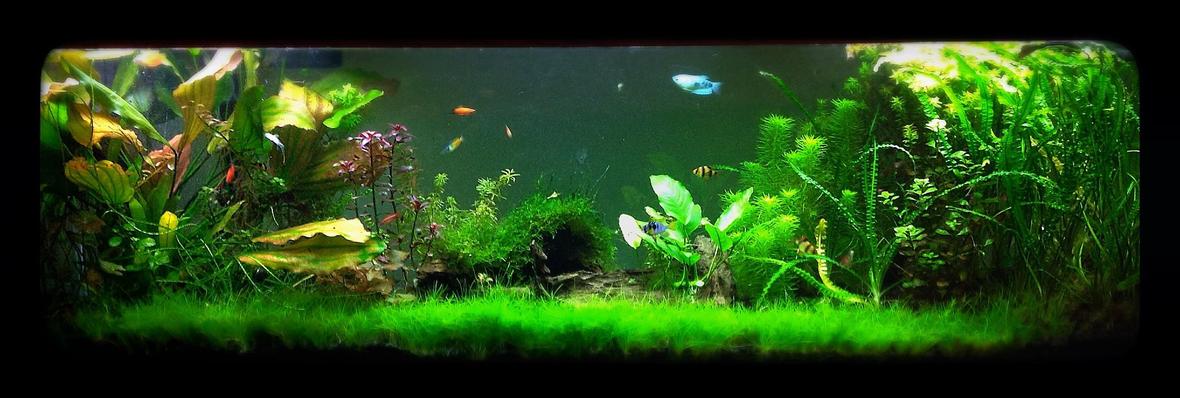 125 gallons freshwater fish tank (mostly fish and non-living decorations) - 125 gallon tank