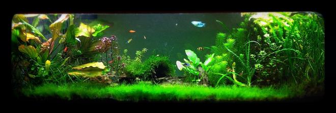 125 gallons freshwater fish tank (mostly fish and non-living decorations) - 125 gallon tank