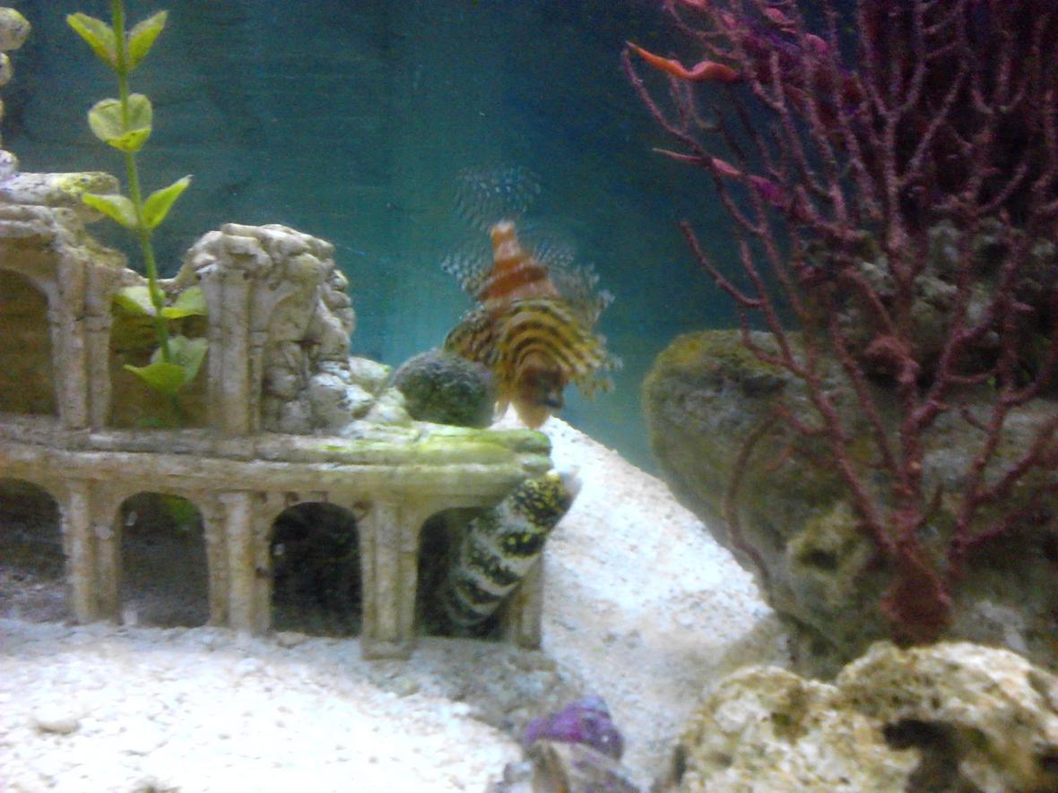 saltwater fish - echidna nebulosa - snowflake eel stocking in 55 gallons tank - fuzzy Lion and snowflake eel