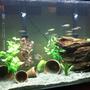 110 gallons freshwater fish tank (mostly fish and non-living decorations) - 110 gallon tall Marineland c-360 canister 2x penguin 350 biowheel Aqueon 300w heater Aqueon modular led w/3 color max bulbs 12 giant danios 3 red head tapajos 1 geophagus neambi 1 krobia 2 heroina 4 bandit cichlid