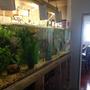 fish tank picture - i will have this all built in with cabinets. 8' long x 2' x 2'