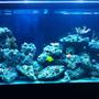 90 gallons reef tank (mostly live coral and fish) - new tank and letting frags grow