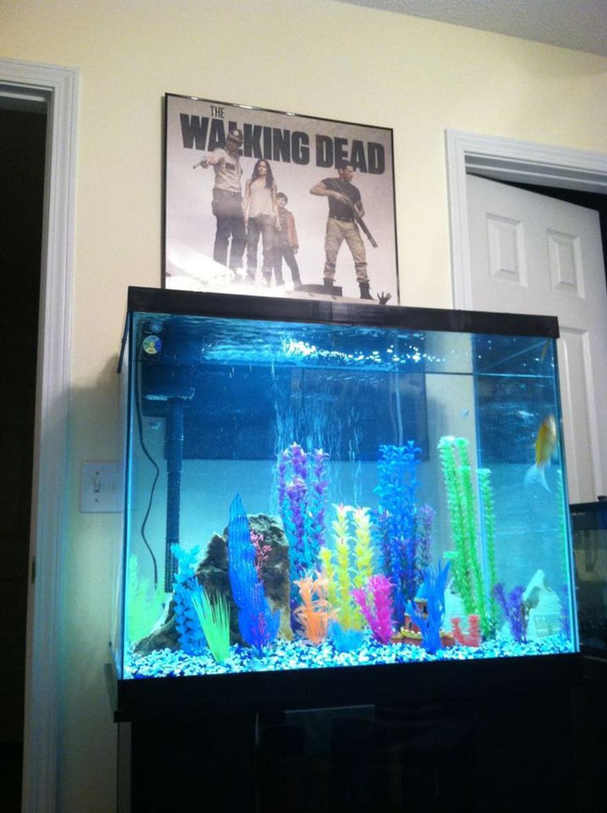 Rated #204: 56 Gallons Freshwater Fish Tank - 56 gallon freshwater tank