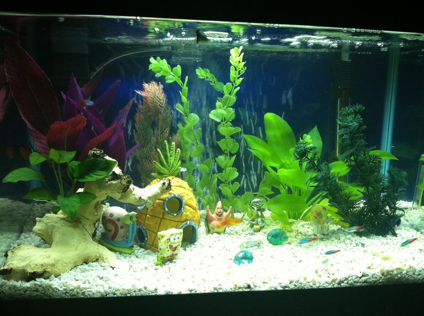 Rated #195: 10 Gallons Freshwater Fish Tank - 10 gallon.
1 Anubiuas Nana
5 Assorted Fake Plants
1 Fake Driftwood
Assorted Decorations
-----------------------
2 Platy (Sunburst and Red Wag)
1 Male Guppy
2 Albino Cory Catfish
6 Neon Tetras