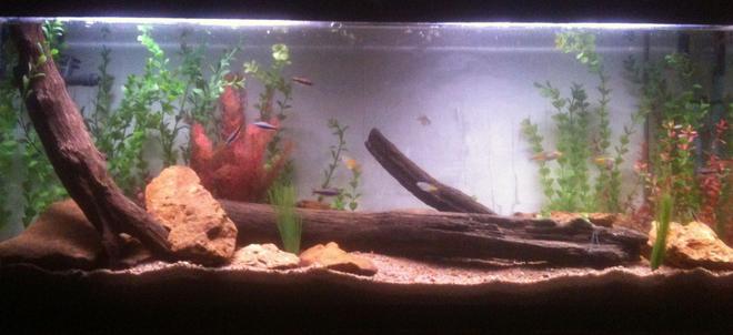 55 gallons freshwater fish tank (mostly fish and non-living decorations) - Tank with a little update and stocked.
5 Boesmani Rainbows, 7 Emperor Tetras, and 9 Rummy nose (added after pic. was taken)