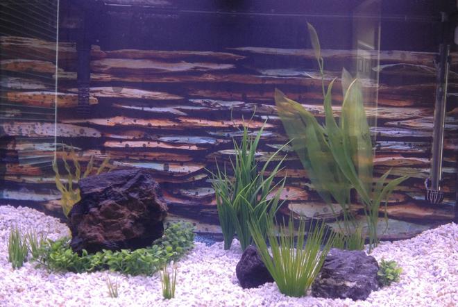 35 gallons freshwater fish tank (mostly fish and non-living decorations) - Unoccupied at this point, new setup