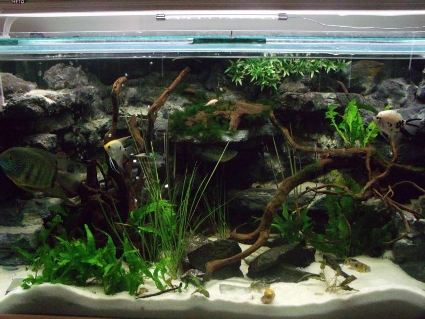 Rated #6: 105 Gallons Freshwater Fish Tank - my 4ft x 2ft x2ft communal tank