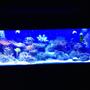 150 gallons saltwater fish tank (mostly fish, little/no live coral) - My 150