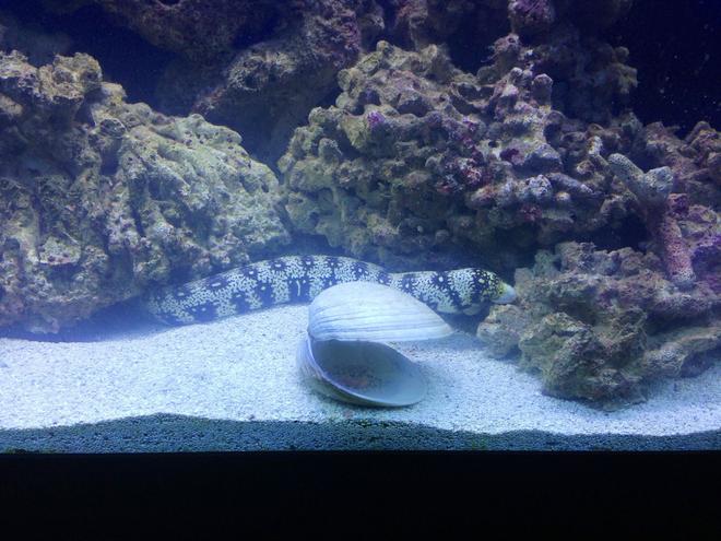 saltwater fish - echidna nebulosa - snowflake eel stocking in 150 gallons tank - Snowflake...doesn't bother any other fish