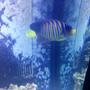 saltwater fish - pygoplites diacanthus - regal angelfish stocking in 150 gallons tank - Regal Angel