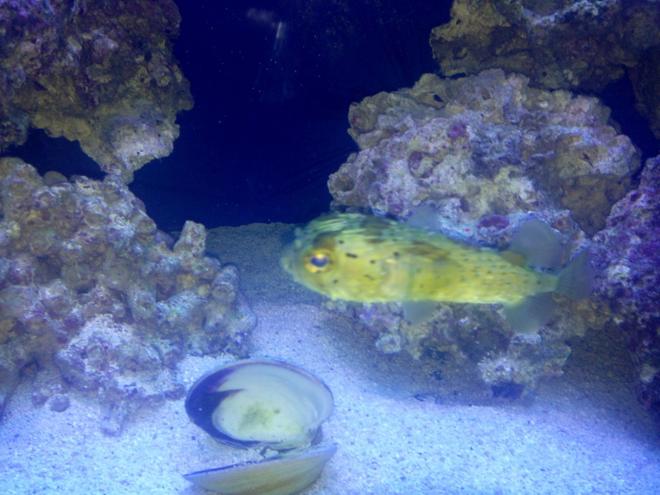 saltwater fish - diodon holocanthus - porcupine puffer stocking in 150 gallons tank - Porky the Puffer