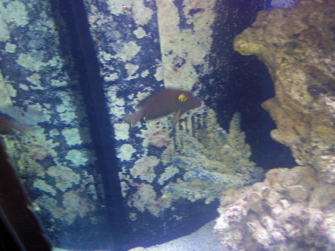 saltwater fish - ctenochaetus strigosus - kole yellow eye tang stocking in 150 gallons tank - Kole Tang