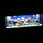 fish tank picture - Another tank shot