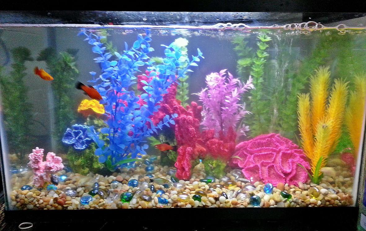 10 gallons freshwater fish tank (mostly fish and non-living decorations) - My first tank ; 4 platy and 3 albino corydoras.