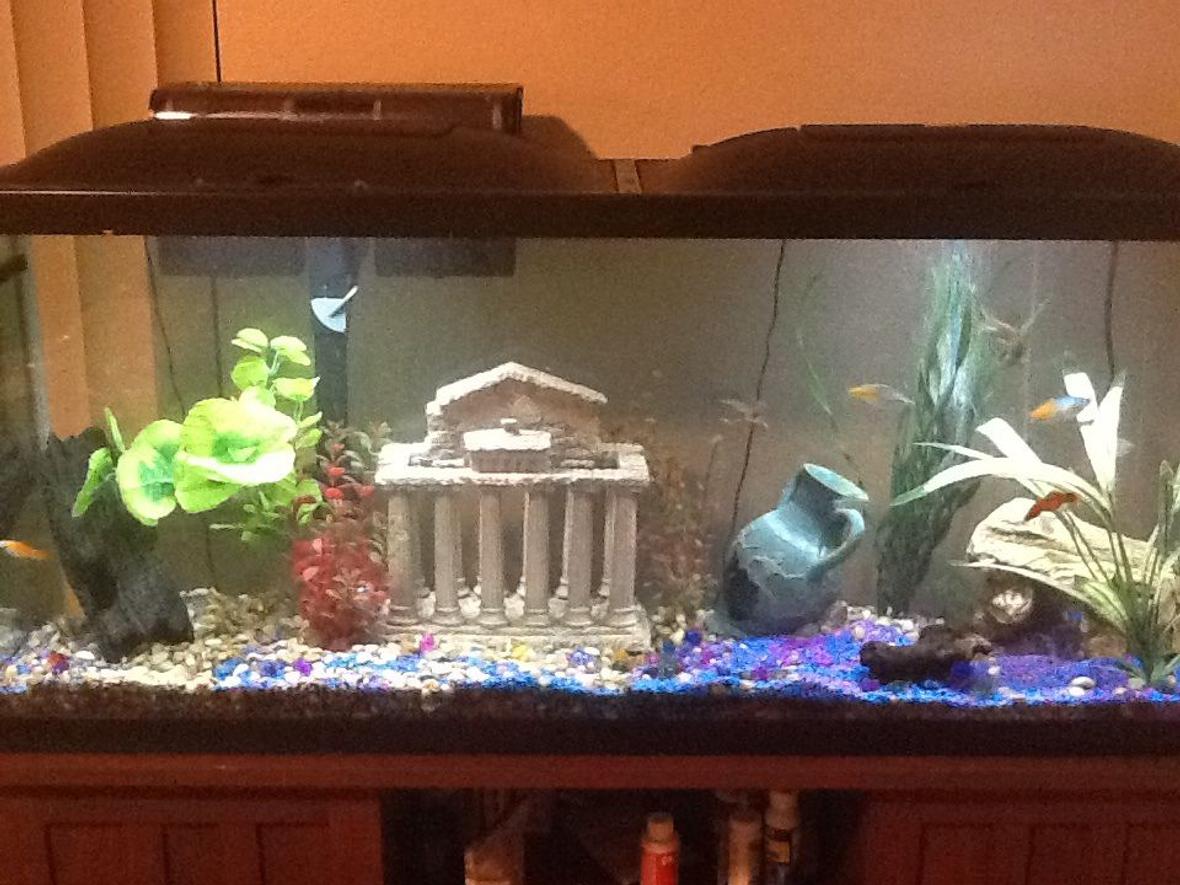 50 gallons freshwater fish tank (mostly fish and non-living decorations) - 50 gallon freshwater