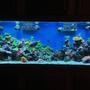 300 gallons reef tank (mostly live coral and fish) - 300 gal mix reef