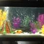 30 gallons freshwater fish tank (mostly fish and non-living decorations) - Tank 2 ... 7. Mix of kinds of African cichlids and 3 oscars 1 crawfish and 2 plecostomus
