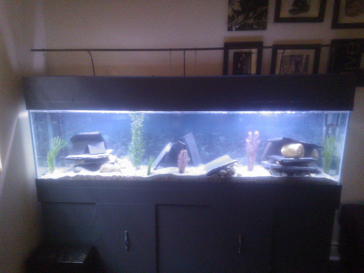 75 gallons freshwater fish tank (mostly fish and non-living decorations) - 75G cichlid tank(still cycling with two tiger barbs)