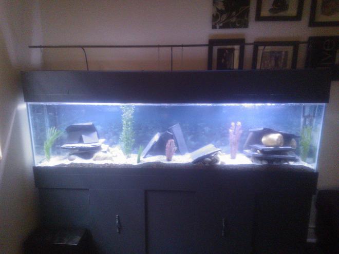 75 gallons freshwater fish tank (mostly fish and non-living decorations) - 75G cichlid tank(still cycling with two tiger barbs)