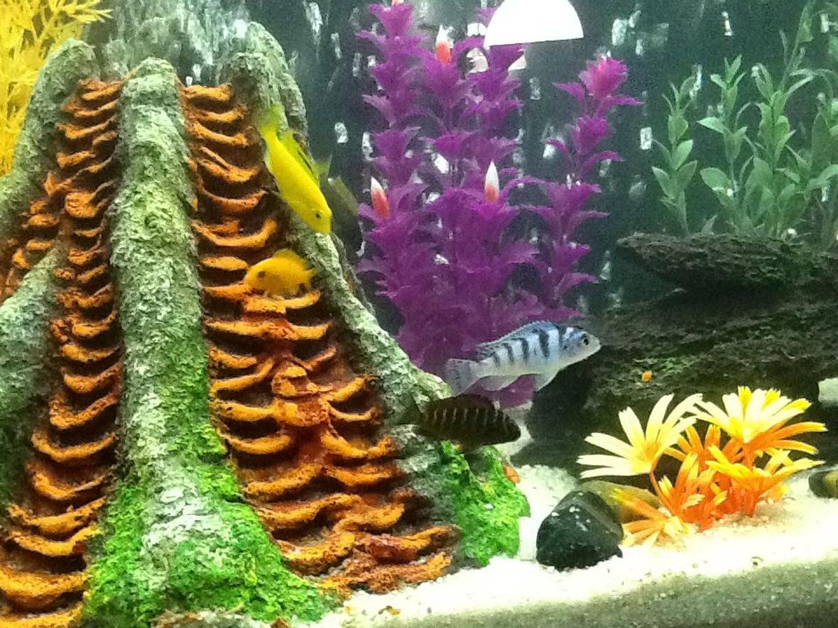 freshwater fish - metriaclima lombardoi - kenyi cichlid stocking in 30 gallons tank - Tank 2 ... 7. Mix of kinds of African cichlids and 3 oscars 1 crawfish and 2 plecostomus