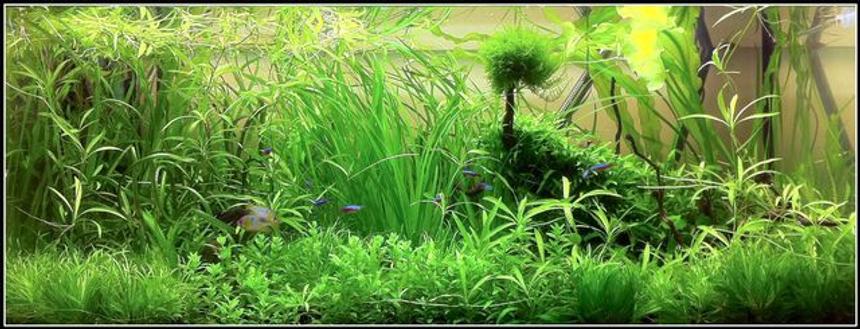 Rated #5: 70 Gallons Planted Tank - Juwel Rio 300 Blue Ram Garden