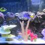 150 gallons saltwater fish tank (mostly fish, little/no live coral) - Front View