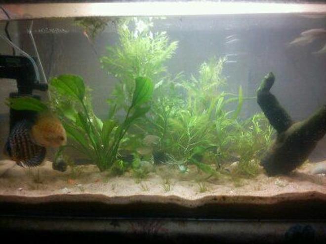 24 gallons freshwater fish tank (mostly fish and non-living decorations) - my newly setup planted aquarium