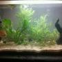 24 gallons freshwater fish tank (mostly fish and non-living decorations) - my newly setup planted aquarium