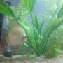 freshwater fish - symphysodon sp. - snakeskin discus stocking in 24 gallons tank