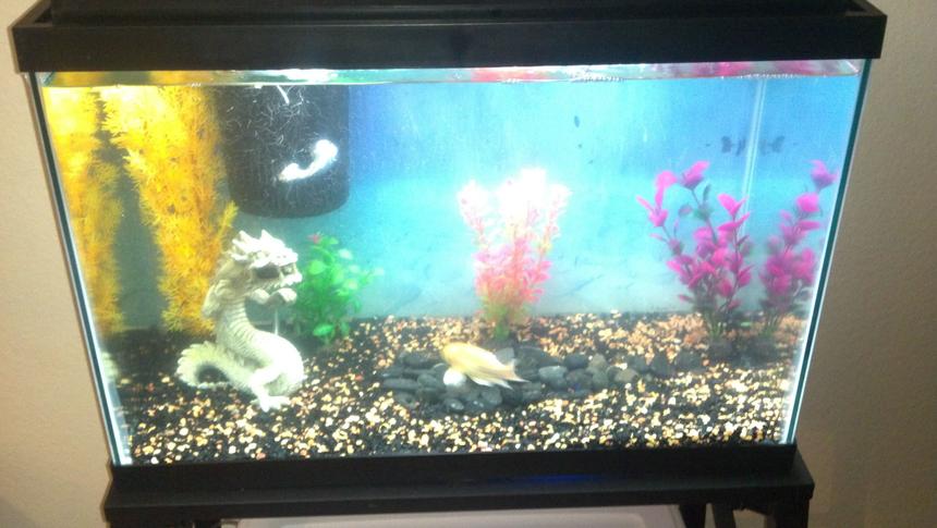 Rated #215: 20 Gallons Freshwater Fish Tank - My week ld brand new wal-mart special.