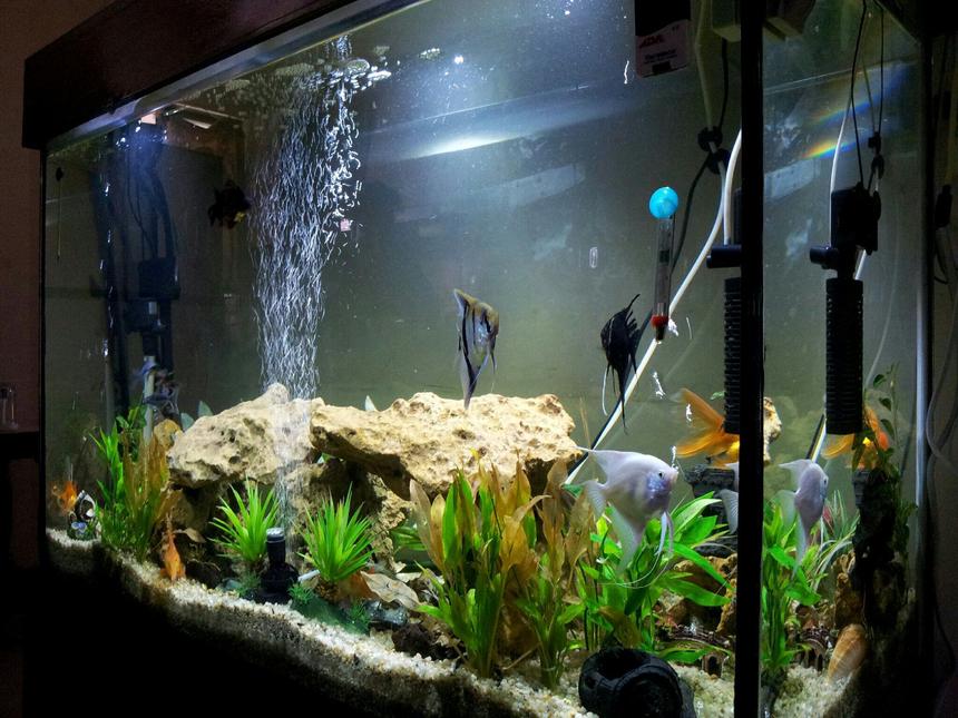 Rated #114: 115 Gallons Freshwater Fish Tank - My tank