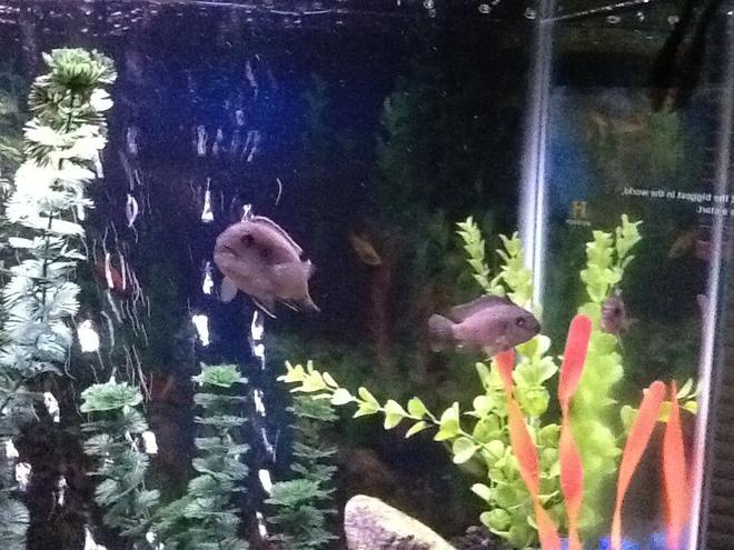 freshwater fish - maylandia callainos - blue cobalt cichlid stocking in 30 gallons tank