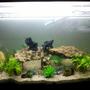 115 gallons freshwater fish tank (mostly fish and non-living decorations) - filled white