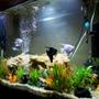 fish tank picture - another angle