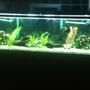 fish tank picture - 135 still growing