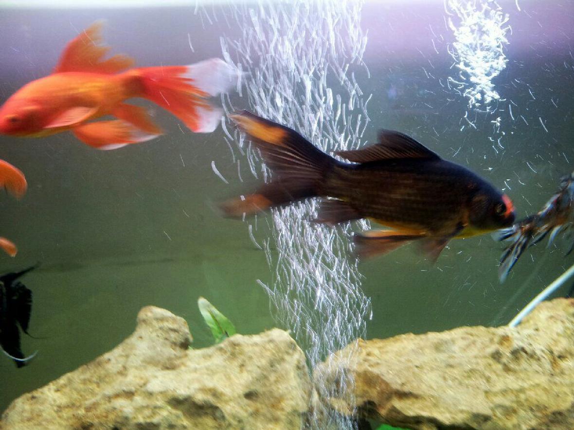 freshwater fish - carassius auratus - goldfish stocking in 115 gallons tank - Replaced gold fish with Shubunkins ... yeah!