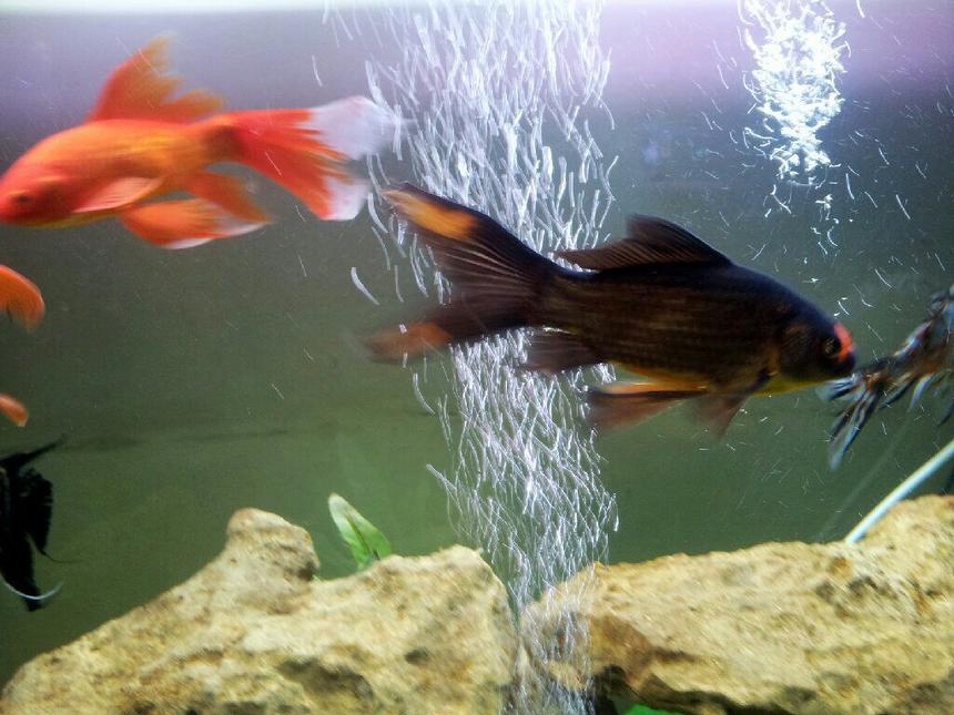 Rated #68: Freshwater Fish - Carassius Auratus - Goldfish Stocking In 115 Gallons Tank - Replaced gold fish with Shubunkins ... yeah!