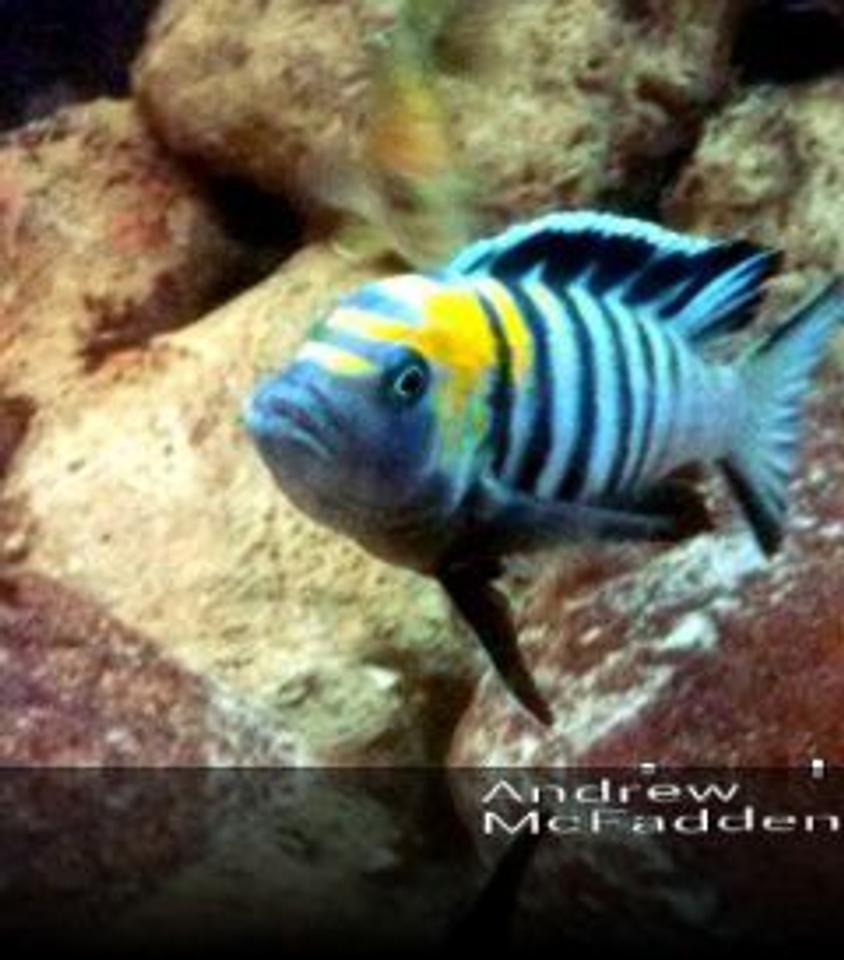 Rated #51: Freshwater Fish - Cynotilapia Afra - Afra Cichlid Stocking In 180 Gallons Tank - Afra cobue orange back