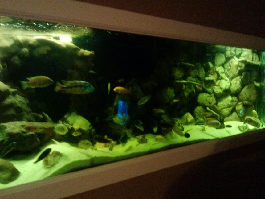 Rated #89: 180 Gallons Freshwater Fish Tank - 180 gallon playing around with my lights