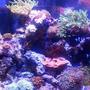 92 gallons reef tank (mostly live coral and fish) - One of 2 92 gallon displays