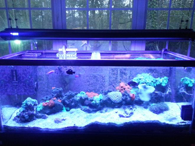 75 gallons reef tank (mostly live coral and fish) - Ready to be judged