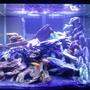 56 gallons freshwater fish tank (mostly fish and non-living decorations) - 56 gallon cichlid tank