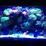 90 gallons reef tank (mostly live coral and fish) - Old shot let me know what you think, ill try and get a new one today, Mind you this was taken with an Iphone so quality is no the best