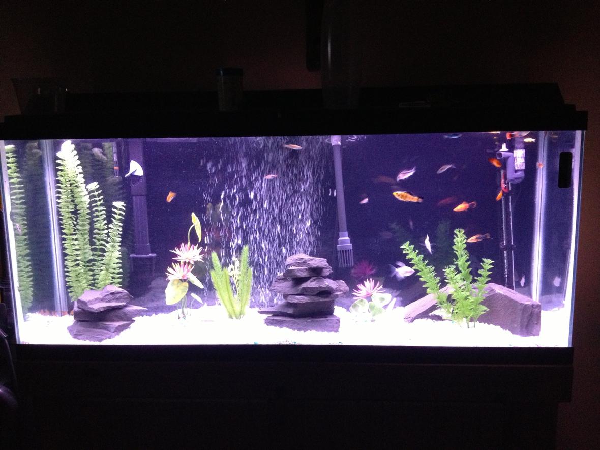 55 gallons freshwater fish tank (mostly fish and non-living decorations) - Freshwater tank with slate and a variety of community fish