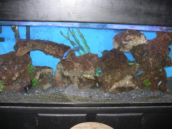 55 gallons freshwater fish tank (mostly fish and non-living decorations) - 55 gal african cichlid malawi,tanganyika, victorian mixed tank