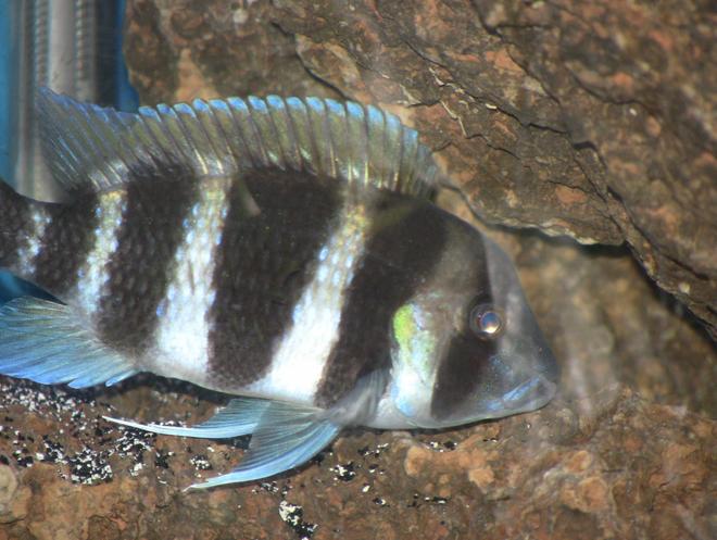 freshwater fish - cyphotilapia frontosa - frontosa cichlid stocking in 55 gallons tank - frontosa