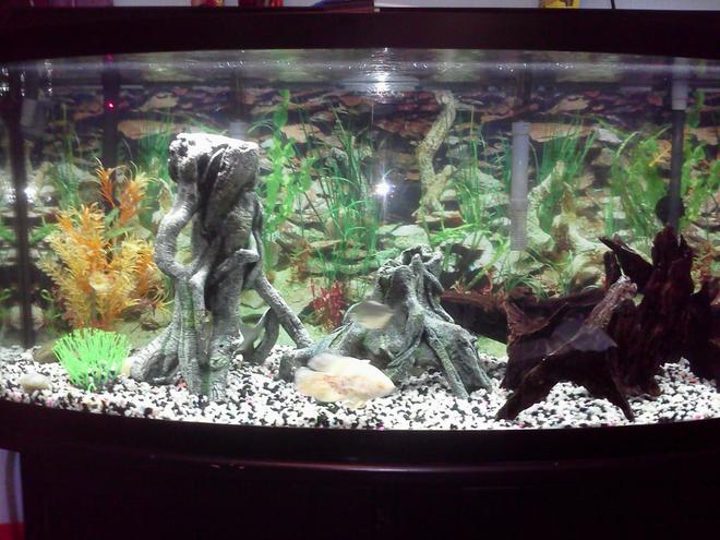 72 gallons freshwater fish tank (mostly fish and non-living decorations) - veiltail oscar with 5 silver dollars